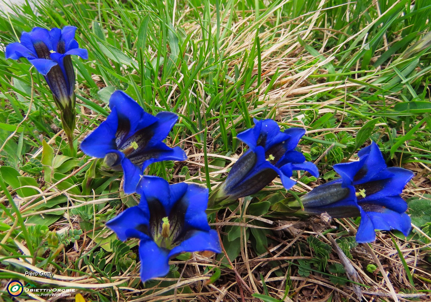 28 Gentiana clusii (Genziana di Clusius).JPG